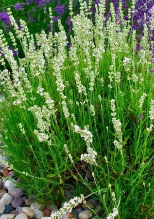 ЛАВАНДА вузьколиста Edelweiss